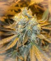 Gorilla Gas Genetics Filthy Monkey - foto de Therealgorillagas