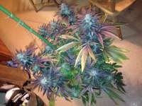 Grand Daddy Purp Grand Daddy Purp - foto de DrRosk0