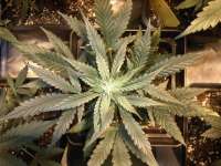 GreenLabel Seeds Automatic Mary - foto de bbcool