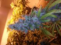 GreenMan Organic Seeds Metal Malawi - foto de GreenManOrganics