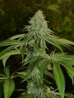 Green Bodhi Tenzin Kush #4 x Ancient OG - foto de pupilfam