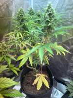 Green House Seeds Alienz Auto - foto de MCHigh