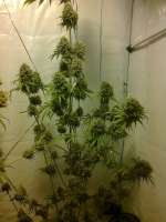 Imagen de admin (Arjans Strawberry Haze)