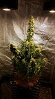 Imagen de Ivern (Auto Jack Herer)