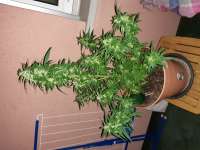 Imagen de swissfarmer (Auto Jack Herer)