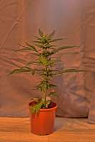 Green House Seeds Big Bang Autoflowering - foto de GEORGE