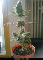 Imagen de DrJekyll (Big Bang Autoflowering)