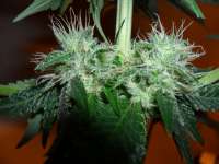 Imagen de BuDDust (Bubba Kush)