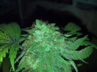 Imagen de FragKush (Bubba Kush)