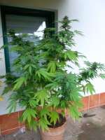 Green House Seeds Cheese - foto de Bluefox