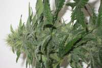 Green House Seeds Damn Sour - foto de medic