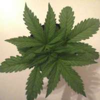 Green House Seeds Diamond Girl - foto de AK47u