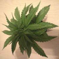 Green House Seeds Diamond Girl - foto de AK47u