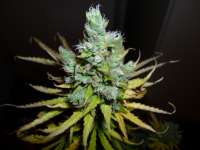 Imagen de BuDDust (Exodus Cheese)