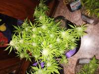 Green House Seeds Franco's Lemon Cheese - foto de Revel18