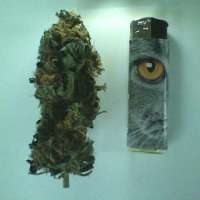 Green House Seeds Green-O-Matic - foto de AK47u