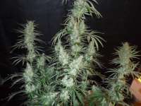 Imagen de BuDDust (Hawaiian Snow)