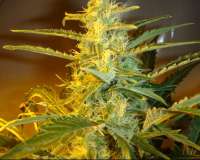 Imagen de SativaFred (Himalaya Gold)