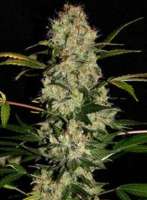 Imagen de SativaFred (Jack Herer)