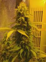 Imagen de hemp47 (Jack Herer)