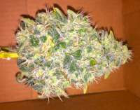 Imagen de buddahtime (Jack Herer)