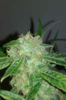 Imagen de tezis666 (Jack Herer)