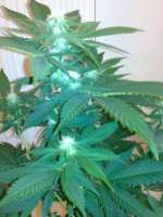 Imagen de hemp47 (Jack Herer)