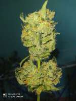 Imagen de Yusssss (Jack Herer)