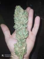 Imagen de Yusssss (Jack Herer)