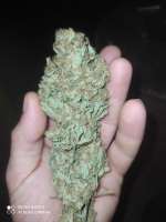 Imagen de Yusssss (Jack Herer)