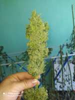 Imagen de Yusssss (Jack Herer)