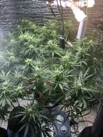 Green House Seeds Kalashnikova Automatic - foto de Imaskypilot