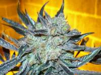 Imagen de mgpawn (Kings Kush)