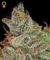 Imagen de mgpawn (Kings Kush)