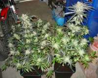 Imagen de mgpawn (Kings Kush)