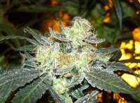 Imagen de mgpawn (Kings Kush)