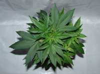 Green House Seeds Ladyburn 1974 - foto de admin