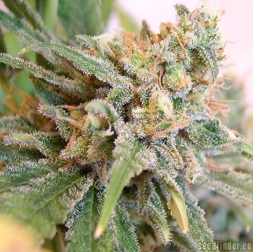 Green House Seeds Lemon Skunk