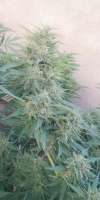 Green House Seeds Moby Dick - foto de Skins