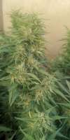 Green House Seeds Moby Dick - foto de Skins