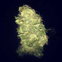 Green House Seeds Pure Kush - foto de manutara