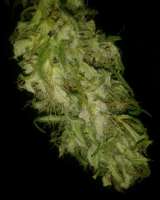 Green House Seeds Pure Kush - foto de manutara