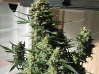 Green House Seeds Super Bud Automatic - foto de Elesde83