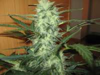 Green House Seeds Super Bud Automatic - foto de Elesde83