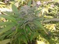 Green House Seeds Super Critical - foto de cid420