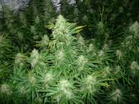 Green House Seeds Super Critical Automatic - foto de Cannawar