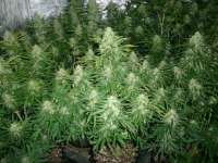 Green House Seeds Super Critical Automatic - foto de Cannawar