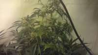 Imagen de CoverClone1 (Super Lemon Haze)