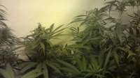 Imagen de CoverClone1 [Super Lemon Haze]