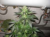 Imagen de KiefKingdom (Super Lemon Haze)